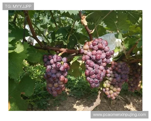 新葡萄娱乐城登录遇到问题怎么办快速解决方案推荐 新葡萄娱乐城登录遇到问题怎么办快速解决方案推荐